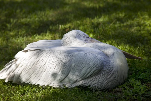 Pelican on grass — Stock Photo, Image