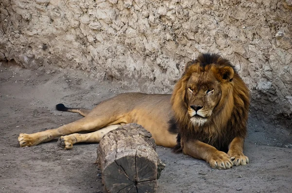 壁の近くに横たわってアフリカのライオン — ストック写真