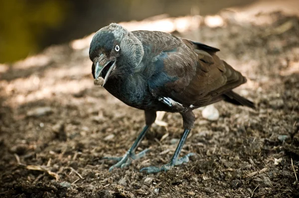 黑鸟 — 图库照片