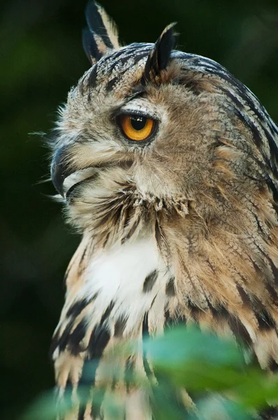 Owl closeup — Stock Photo, Image