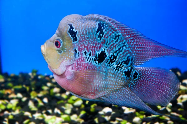 Farverige fisk - Stock-foto