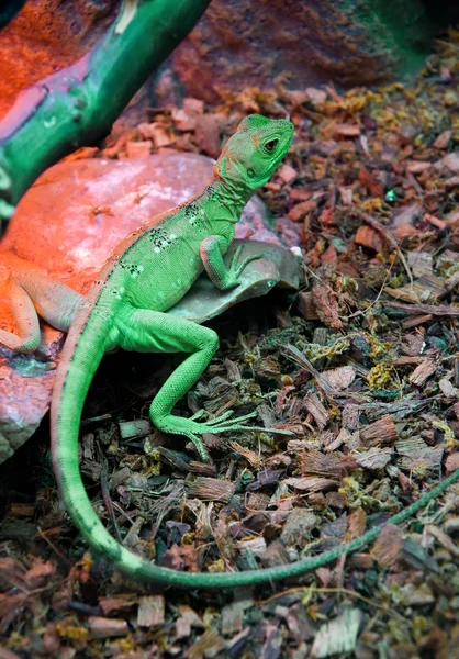 Зелёная ящерица — стоковое фото