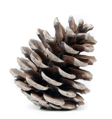 Pinecone clipart