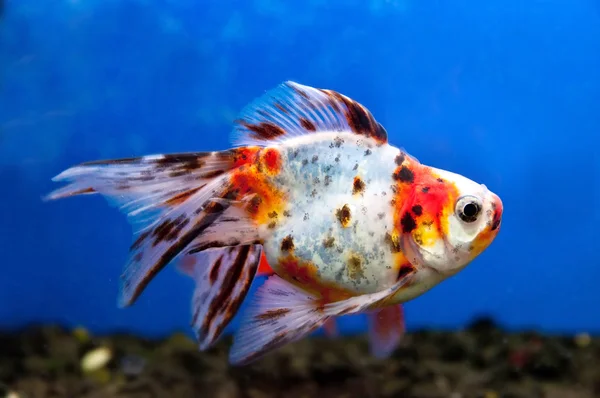 Peixe colorido — Fotografia de Stock