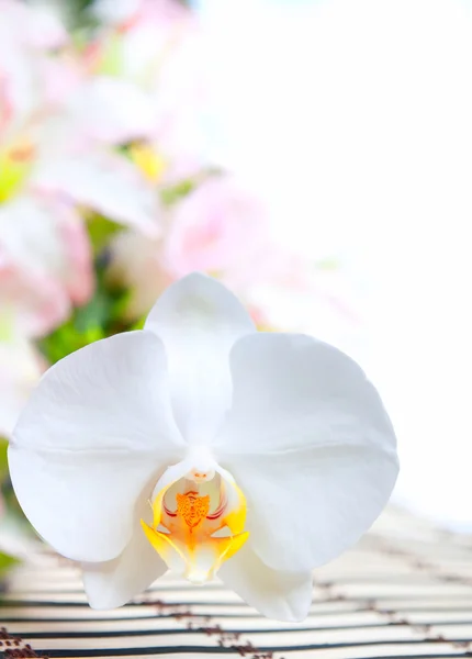 stock image Orchid