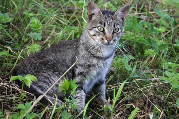 stock image Short-haired cat in the grass