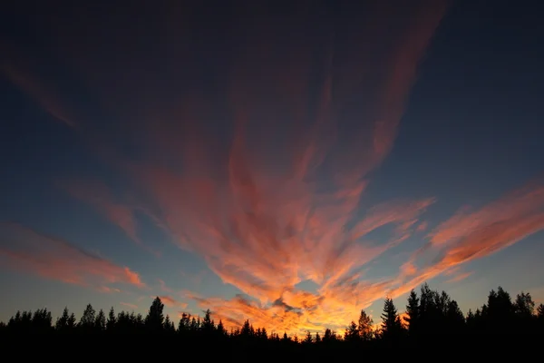 stock image Night glow of the sunset over the forest