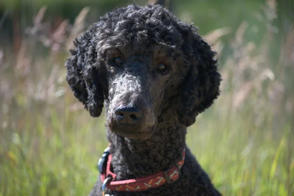 Portrait of a standard poodle head and shoulders — Stock Photo, Image
