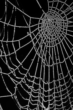 siyah arka plan üzerine izole buzlu örümcek ağı