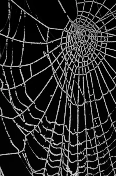 stock image Frosted spider web isolated on black background