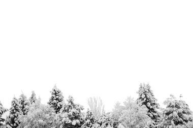 kar ile izole ağaçlar