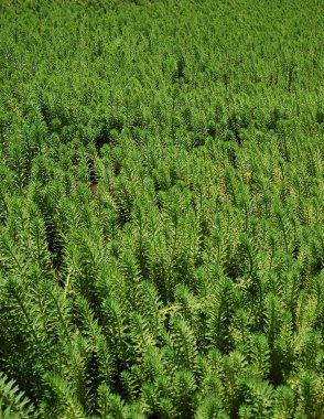 Photo of a bunch of tops of christmas trees.