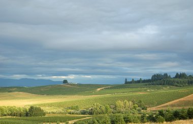 ev ve ağaçları ile peyzaj