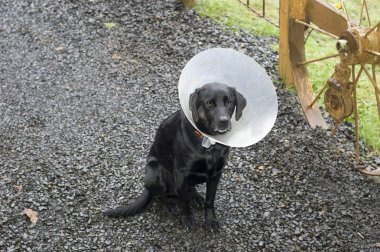 onun boynuna bir koni ile bir kapı labrador köpek. bir yaralanma ile sağ yanağında traş kürk.