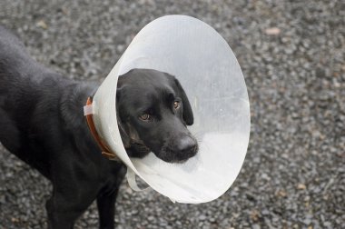 Injured Dog clipart