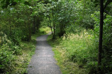 İki yeşil doğa ile yol traill