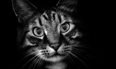 A young Maine Coon pet cat staring at something in the dark shadows. A low key portrait. clipart