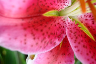 pembe stargazer Lily çiçek