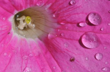 Pembe çiçek suyla bir closeup makro çekim üzerinde bırakır. Çiçeğin Merkezi defocused.