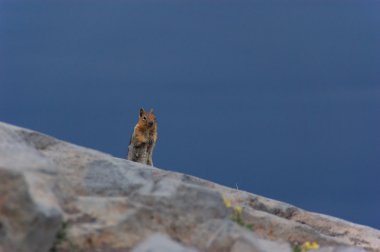 görüntü arka planı olan bir kaya üzerinde Batı sincap duran