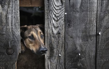 Zavallı bir köpek bir çitin arkasında hapsolmuş