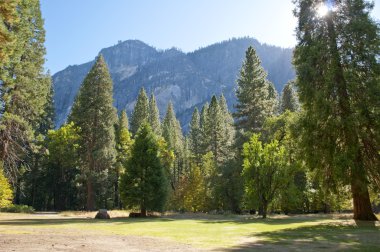 Yosemite Milli Parkı ağaç ve otların ve dağ içinde belgili tanımlık geçmiş