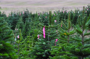 bir Noel ağacı çiftliği Oregon yakın çekim.