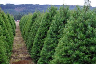 Oregon Noel ağacı çiftliği