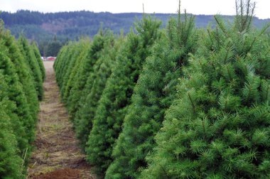 Oregon Christmas Tree Farm clipart