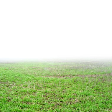 Grass field with real pure white fog clipart