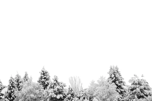 Árvores isoladas com neve — Fotografia de Stock
