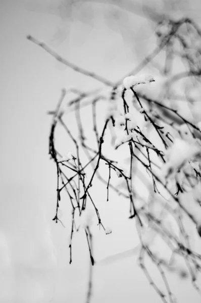 Czarno Biały Obraz Cienkie Gałęzie Śnieg Nich — Zdjęcie stockowe