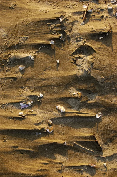 Close Uma Textura Areia Com Conchas — Fotografia de Stock