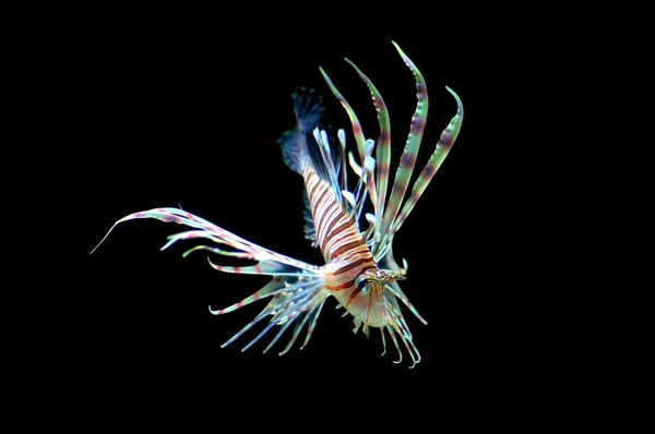 stock image Skinny lion fish swimming, isolated with the color black.