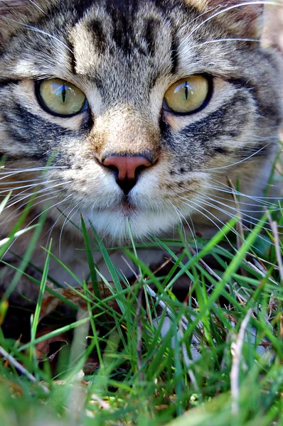 Kot Trawie Szeroko Otwartymi Oczami Patrząc Bezpośrednio Przód — Zdjęcie stockowe