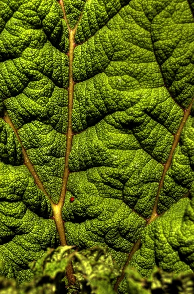 Yeşil Bir Bitkinin Yakın Çekimi — Stok fotoğraf