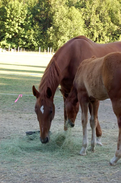 两匹马吃干草挨着对方在树荫下 — 图库照片