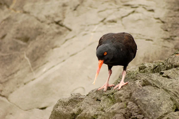 stock image Bird with long orange beak