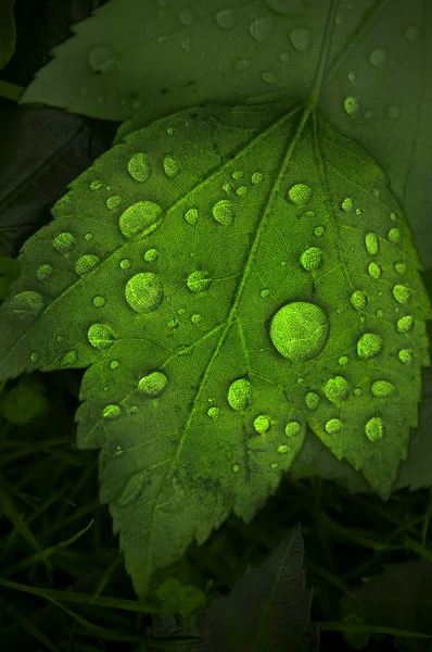 거 대 한 물방울과 잎 — 스톡 사진