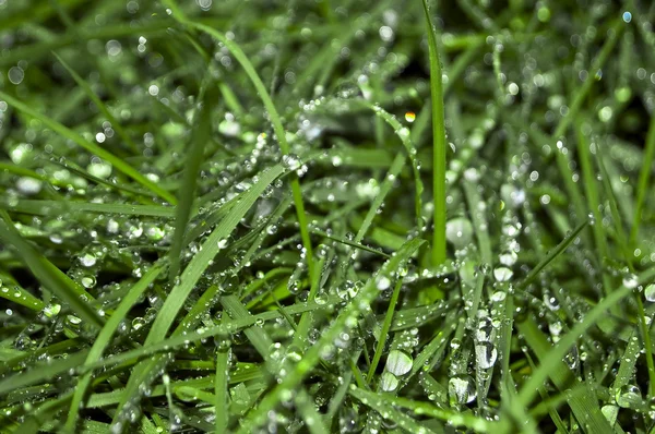 多くの草の上の明確な雨滴を持つ草のマクロ撮影 イメージは意図的にいくつかの過酷な影をしています — ストック写真