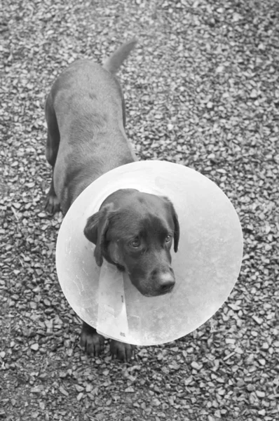 A door labrador dog with a cone around his neck. Shaved fur on his right cheek with an injury.