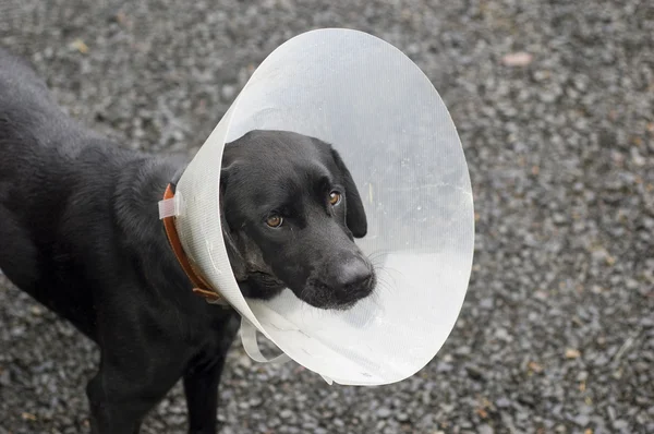 Раненый пес — стоковое фото