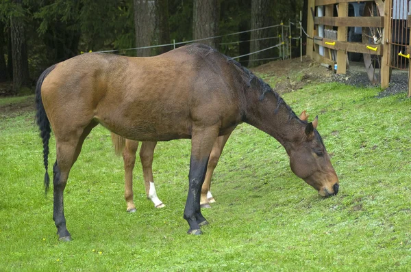 草を食べて馬 馬は黒い編みたてがみ — ストック写真