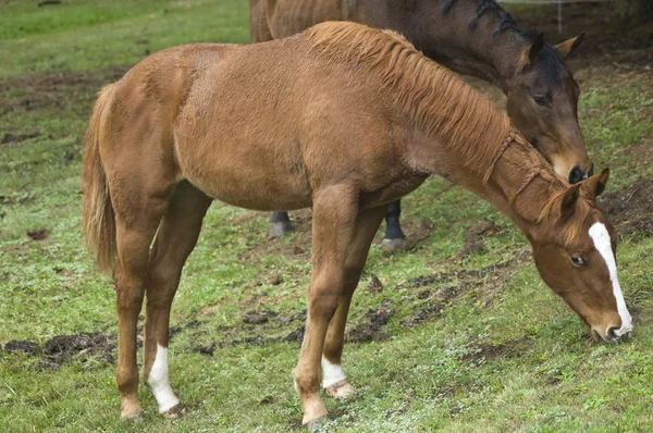 草を食べる馬 — ストック写真