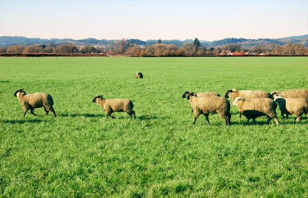 Moutons Dans Champ Herbe Vide — Photo