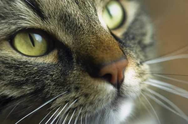 Närbild Maine Coon Kattens Ansikte Ser Uppåt Med Gröna Ögon — Stockfoto