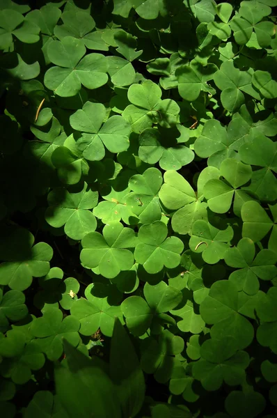 Green Clover Patch Background Nice Soft Lighting — Stock Photo, Image
