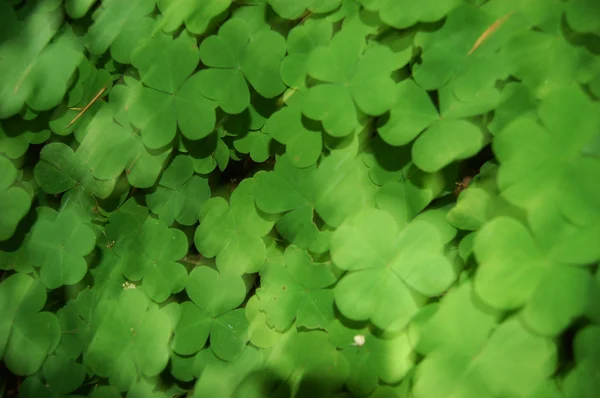 Abstract clover patch background — Stock Photo, Image