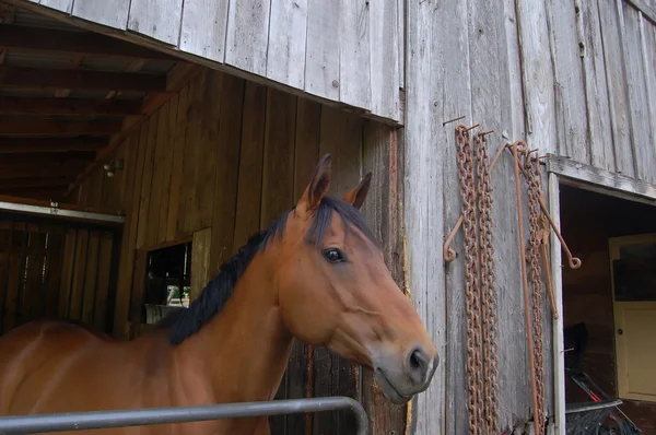 Bruin paard in stal — Stockfoto