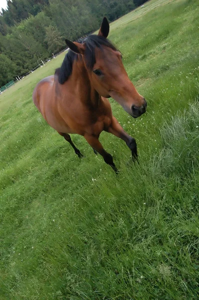 Pferd Fuß Auf Dem Feld Grünes Gras — Stockfoto